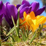 Весна Цветы фиолетовые и желтые